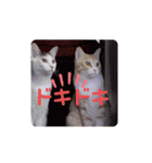 アーユルキャット7（個別スタンプ：9）