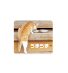 アーユルキャット7（個別スタンプ：10）