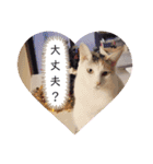 アーユルキャット7（個別スタンプ：11）