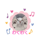 アーユルキャット7（個別スタンプ：12）