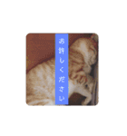 アーユルキャット7（個別スタンプ：13）