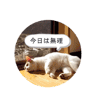 アーユルキャット7（個別スタンプ：14）