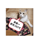アーユルキャット7（個別スタンプ：16）