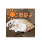 アーユルキャット7（個別スタンプ：17）