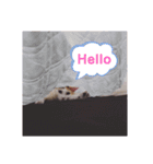アーユルキャット7（個別スタンプ：18）
