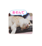 アーユルキャット7（個別スタンプ：19）