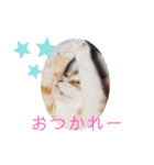 アーユルキャット7（個別スタンプ：20）