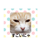 アーユルキャット7（個別スタンプ：24）