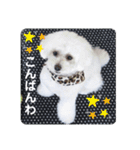 トイプーのレディ（個別スタンプ：3）