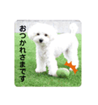 トイプーのレディ（個別スタンプ：4）