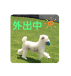 トイプーのレディ（個別スタンプ：5）