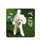 トイプーのレディ（個別スタンプ：6）