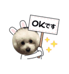 トイプーのレディ（個別スタンプ：8）