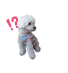 トイプーのレディ（個別スタンプ：12）