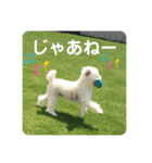 トイプーのレディ（個別スタンプ：14）