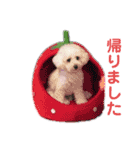 トイプーのレディ（個別スタンプ：15）