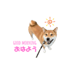 柴犬のきつねくん第一弾（個別スタンプ：1）