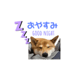 柴犬のきつねくん第一弾（個別スタンプ：2）
