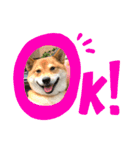 柴犬のきつねくん第一弾（個別スタンプ：3）