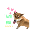 柴犬のきつねくん第一弾（個別スタンプ：5）