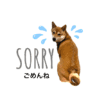 柴犬のきつねくん第一弾（個別スタンプ：6）