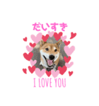 柴犬のきつねくん第一弾（個別スタンプ：7）