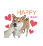 柴犬のきつねくん第一弾（個別スタンプ：8）