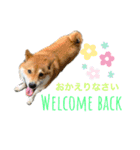 柴犬のきつねくん第一弾（個別スタンプ：9）