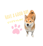 柴犬のきつねくん第一弾（個別スタンプ：10）