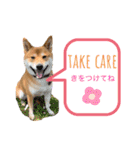 柴犬のきつねくん第一弾（個別スタンプ：11）