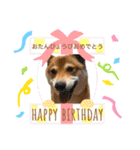 柴犬のきつねくん第一弾（個別スタンプ：12）