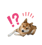 柴犬のきつねくん第一弾（個別スタンプ：13）
