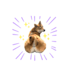 柴犬のきつねくん第一弾（個別スタンプ：15）