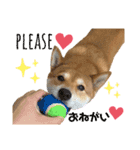 柴犬のきつねくん第一弾（個別スタンプ：16）