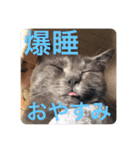 山名が作りました3（個別スタンプ：21）