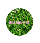 春のクローバー（個別スタンプ：6）
