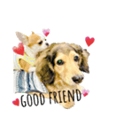 ダックスのケビン＆チワワのマリリン❤️（個別スタンプ：12）