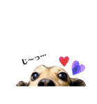 ダックスのケビン＆チワワのマリリン❤️（個別スタンプ：13）