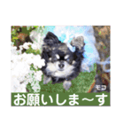 モコちゃんのかわいいスタンプ2（個別スタンプ：11）