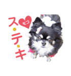 モコちゃんのかわいいスタンプ2（個別スタンプ：13）