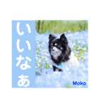 モコちゃんのかわいいスタンプ2（個別スタンプ：14）