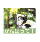 モコちゃんのかわいいスタンプ2（個別スタンプ：15）