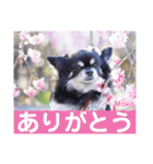 モコちゃんのかわいいスタンプ2（個別スタンプ：17）