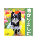 モコちゃんのかわいいスタンプ2（個別スタンプ：18）