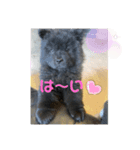 チャウチャウ くーちゃん むーちゃん（個別スタンプ：1）