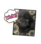 チャウチャウ くーちゃん むーちゃん（個別スタンプ：5）
