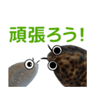 海の生き物 タカラガイ（個別スタンプ：8）