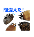 海の生き物 タカラガイ（個別スタンプ：16）