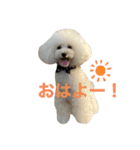アビー スタンプ（個別スタンプ：1）