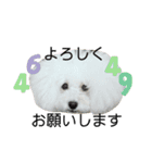 アビー スタンプ（個別スタンプ：10）